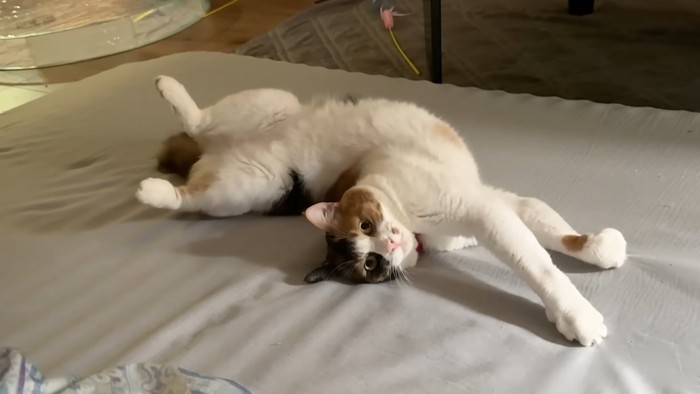 ベッドの上で手を前に伸ばしてひっくり返る猫