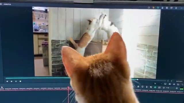 パソコン画面を見る猫