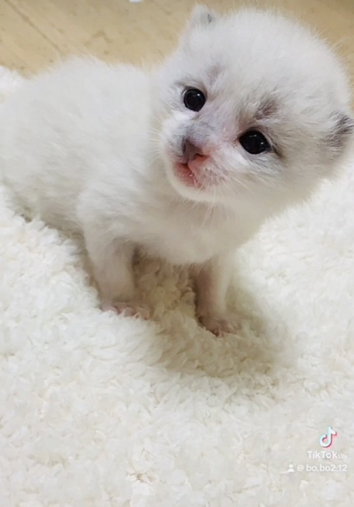 カーペットの上でキョトン顔の子猫