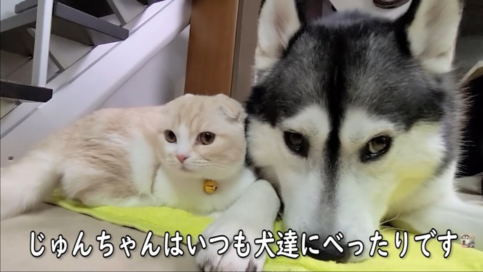 ハスキーと子猫