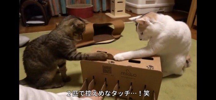 二匹でおもちゃにタッチする猫