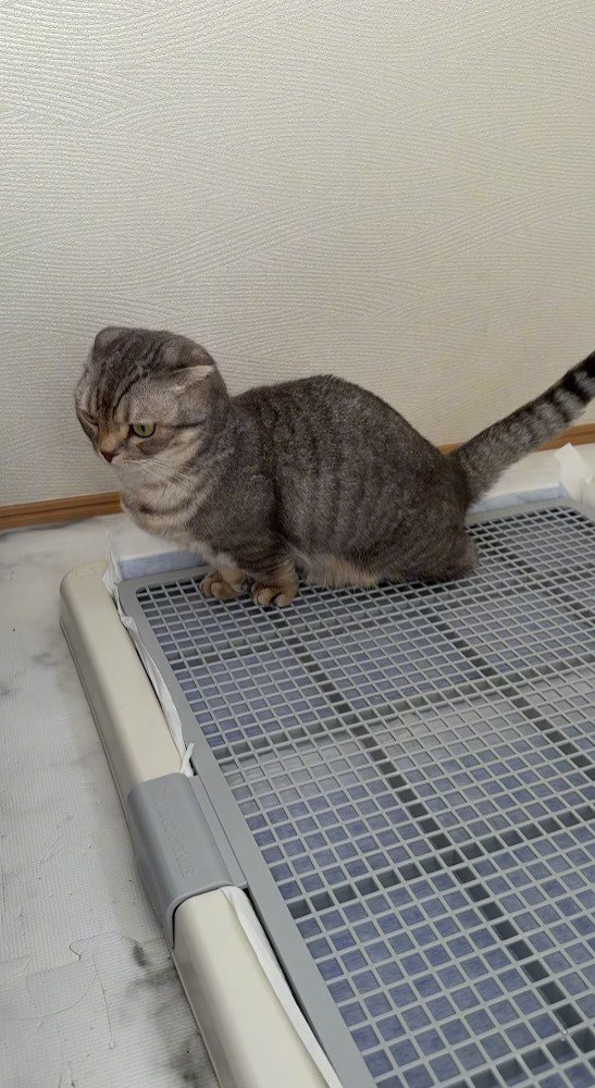 ペットシーツで用を足す猫