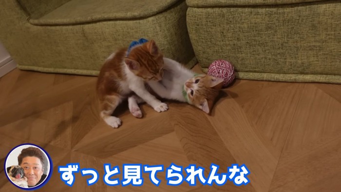 取っ組み合いをする子猫