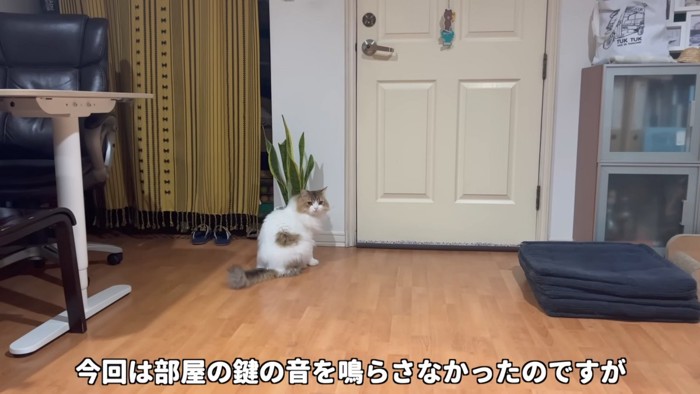 振り向く猫