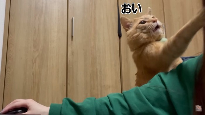 要望がある猫