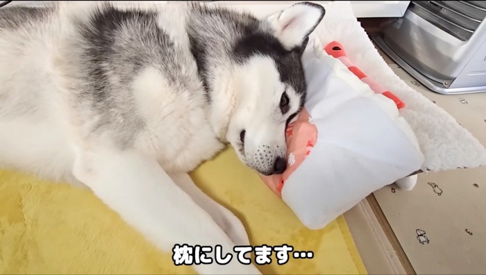 布団を折りたたんだ上に頭を乗せるハスキー犬