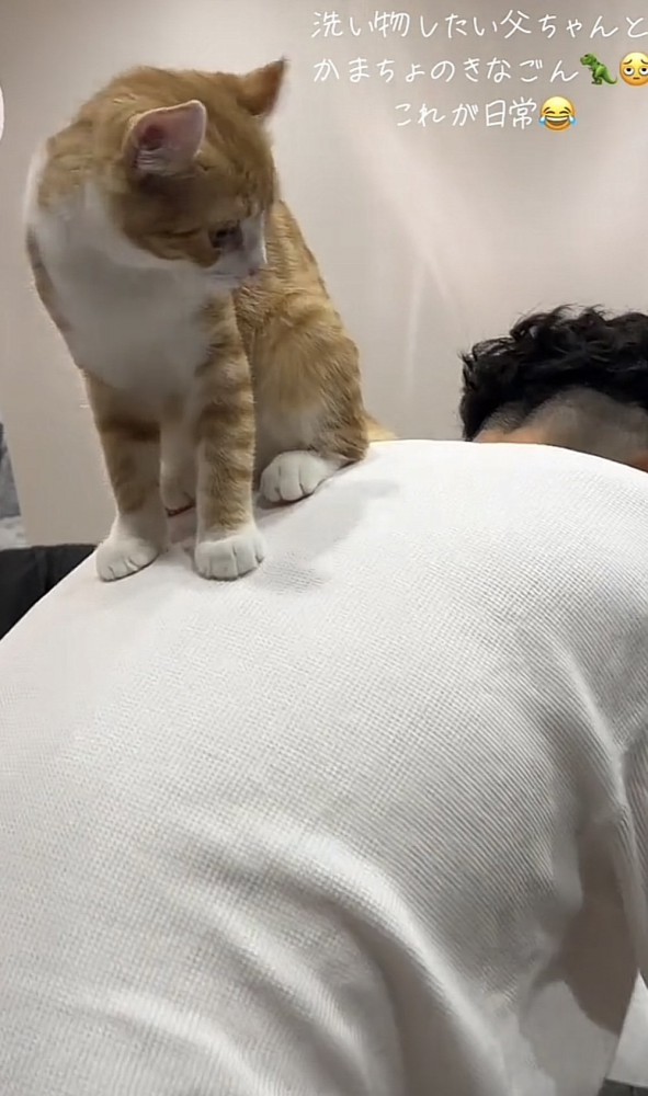 飼い主さんの背中に乗る猫の写真2-1