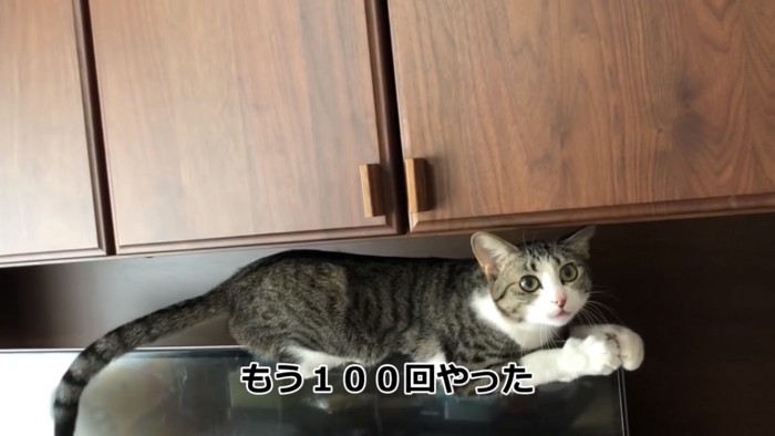 飼い主に訴える