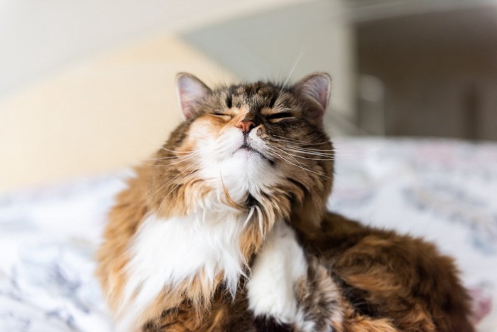 かゆい長毛猫