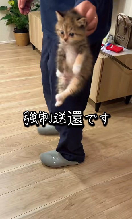 首根っこをつかまれて運ばれていく子猫