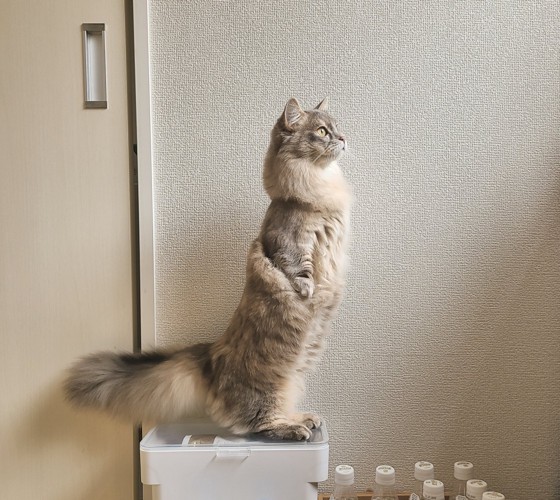 立っている猫