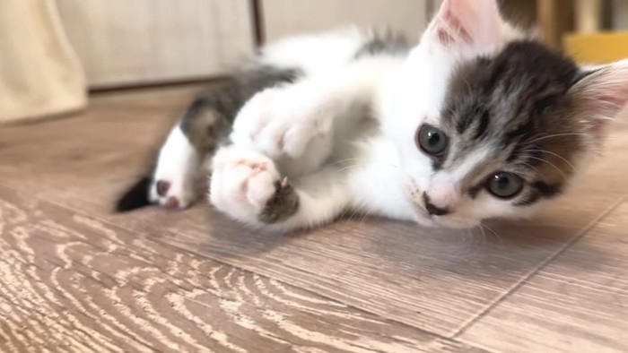 坊っちゃんのアップ