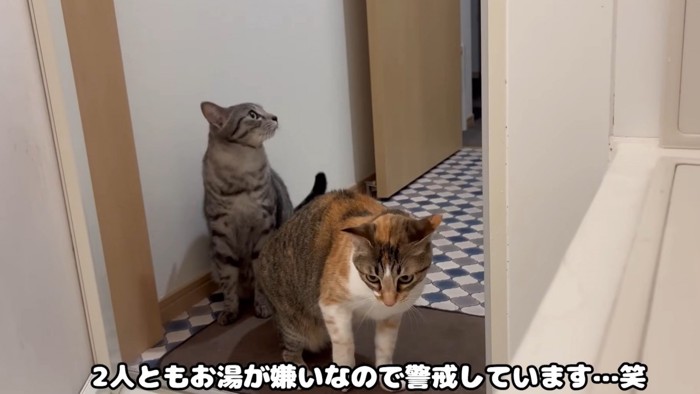 警戒する二匹の猫