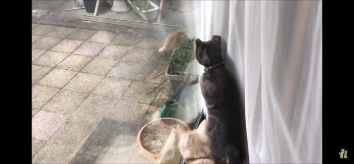 窓の外を見つめる猫