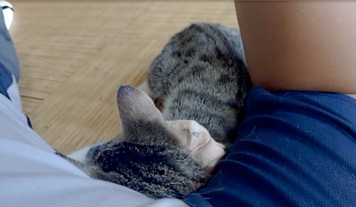 添い寝する猫