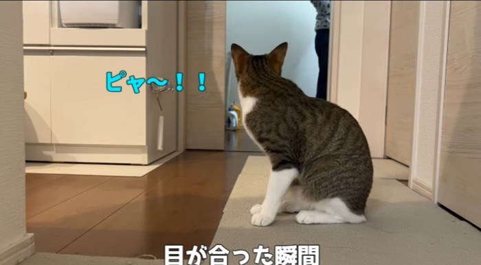 座っている猫