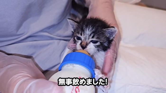 ミルクを飲む子猫