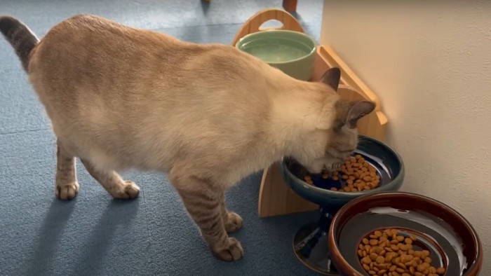 ご飯を食べる1匹の猫