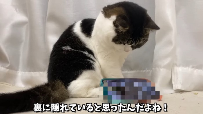 スマートフォンの後ろに座る猫