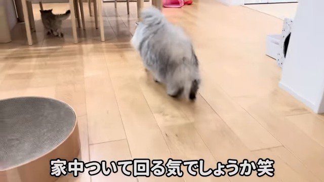 リソラちゃんの後をついていくモルンくん