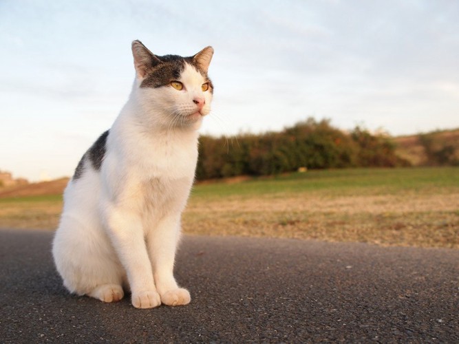 エジプト座りの猫