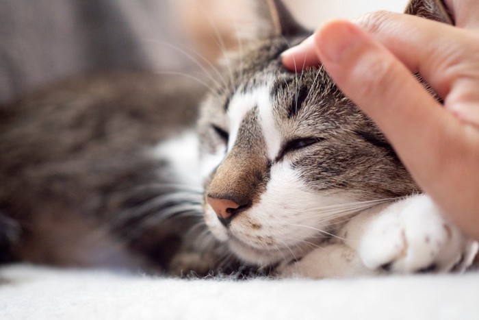 頭をなでられる猫