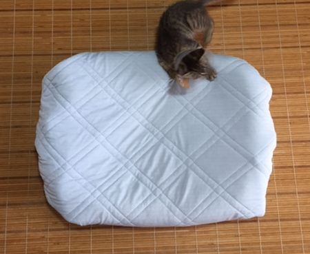 猫が乗ろうとしている