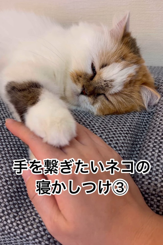 寝ている猫