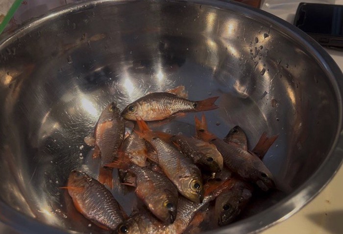 ボウルに入れられた小さな魚