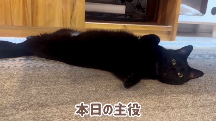 ヘソ天の猫