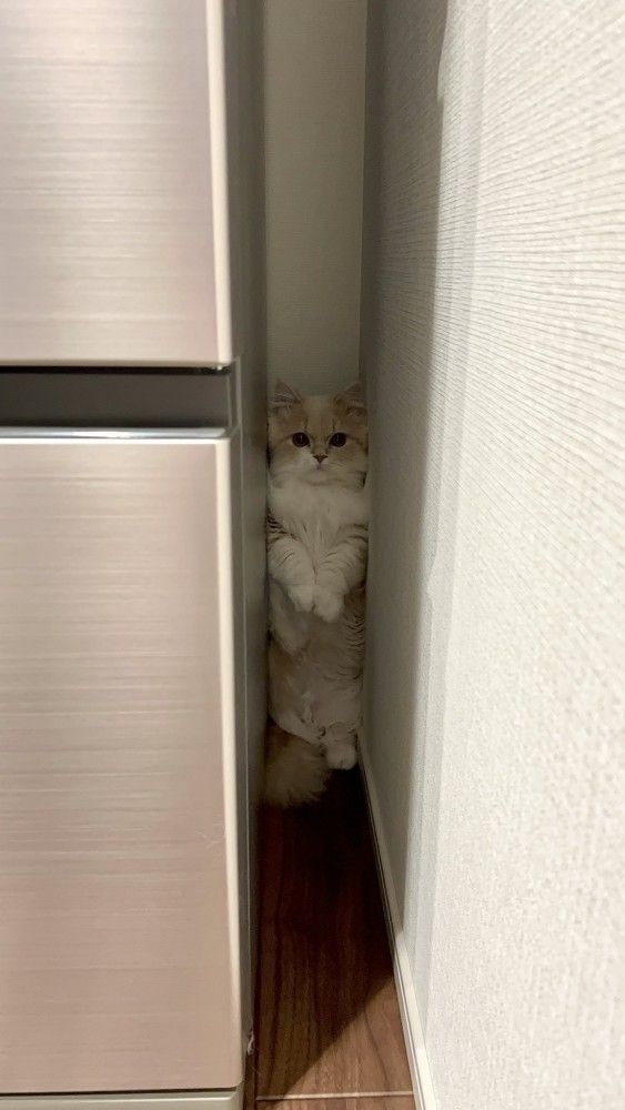 冷蔵庫に隠れる猫