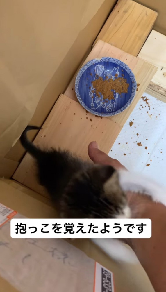 人の手に前足を伸ばす子猫