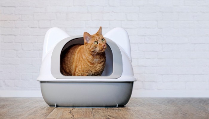 猫用トイレから顔を覗かせる猫