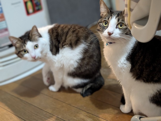 キジ白柄の姉妹猫