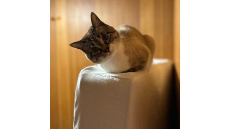 ソファーに座っている猫