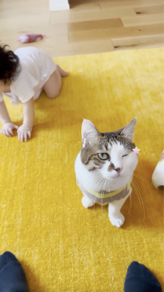 飼い主さんにウインクをする猫