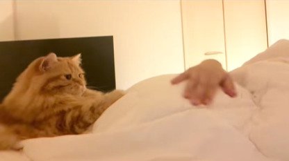 お腹の隣に寝そべる猫