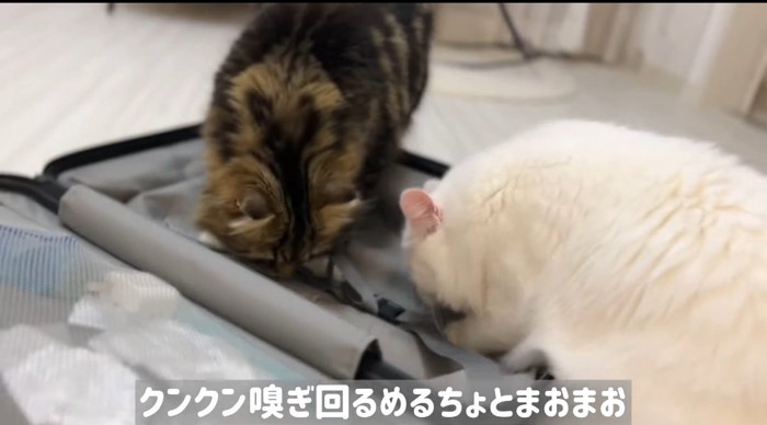 匂いを嗅ぐ猫