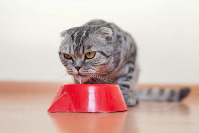 水を飲む猫