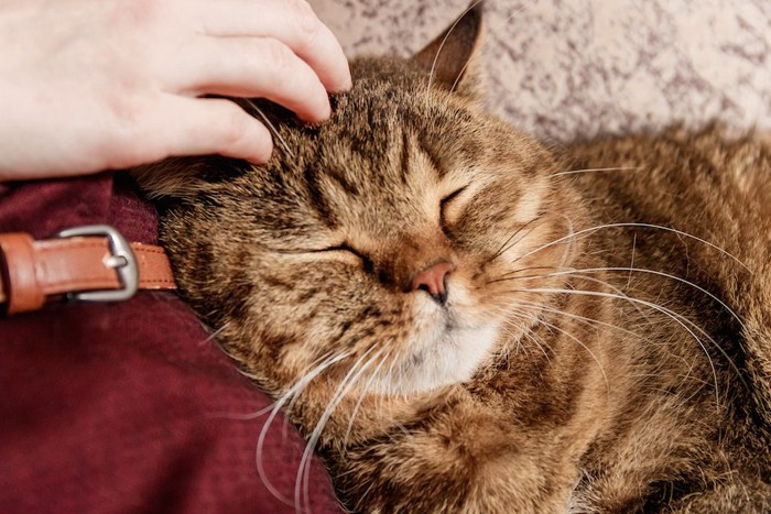 飼い主に甘えるタビー柄の猫