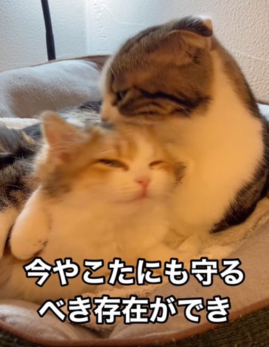 子猫を毛繕いする