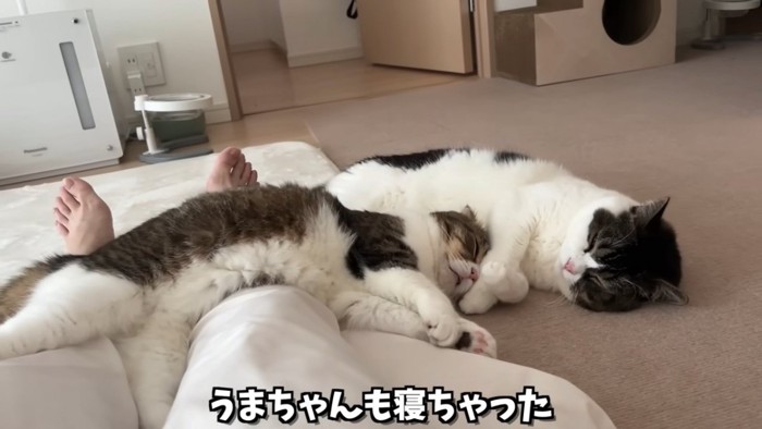 寝ている2匹の猫