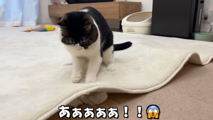 カーペットをひっかく猫