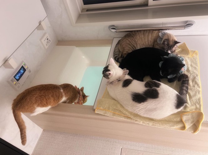 お風呂のふたにのっている猫たち