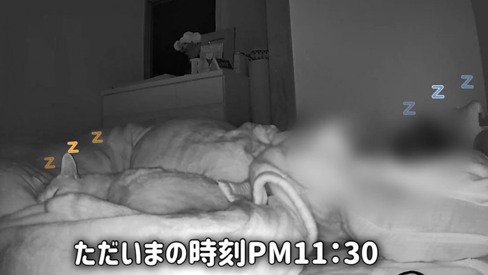 寝ている猫