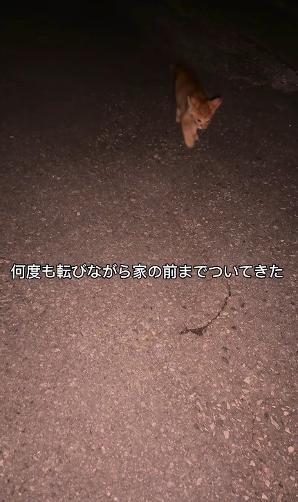 ついてくる、子猫