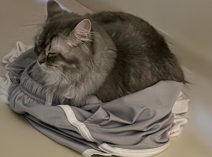目を閉じて休む猫