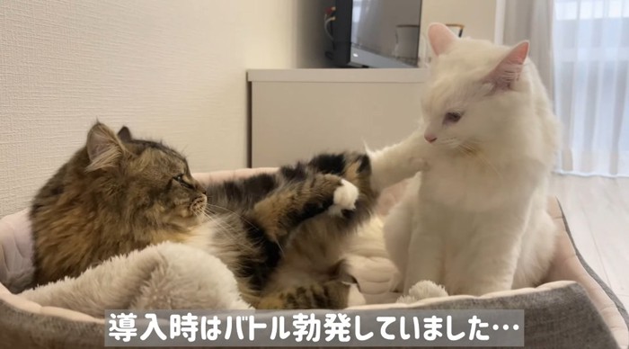 揉み合う猫