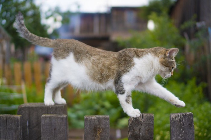 不安定なところを歩く猫