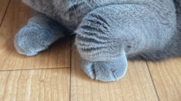 猫の足